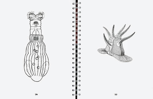 Animalcules Colouring Book